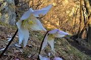 82 Ellebori in fiore